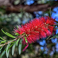 Bottlebrush