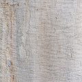 White Bark