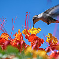 Humming