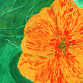 Nasturtium