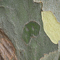 Sycamore